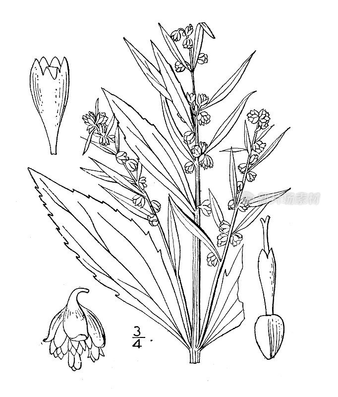 古植物学植物插图:Iva frutescens, Marsh Elder